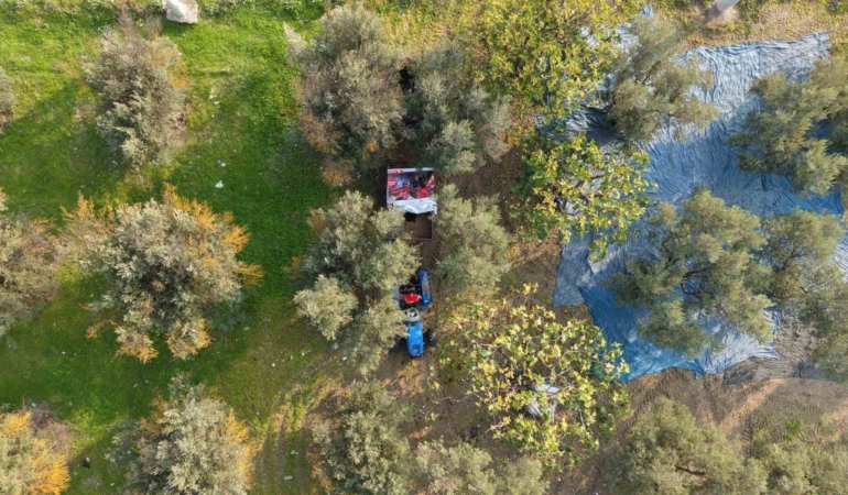 zeytin-hasadi-basladi-marmarabirlikten-70-bin-tonluk-alim-ve-50-milyon-dolarlik-ihracat-hedefi-AmiJeLQ4.jpg