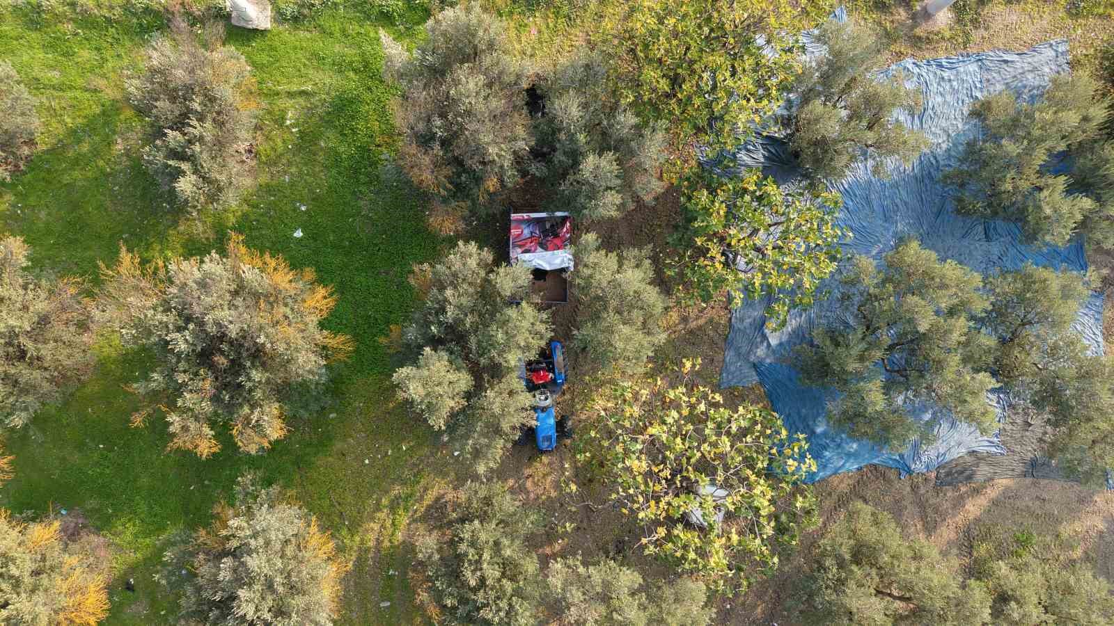 zeytin hasadi basladi marmarabirlikten 70 bin tonluk alim ve 50 milyon dolarlik ihracat hedefi Hv2ULPGB