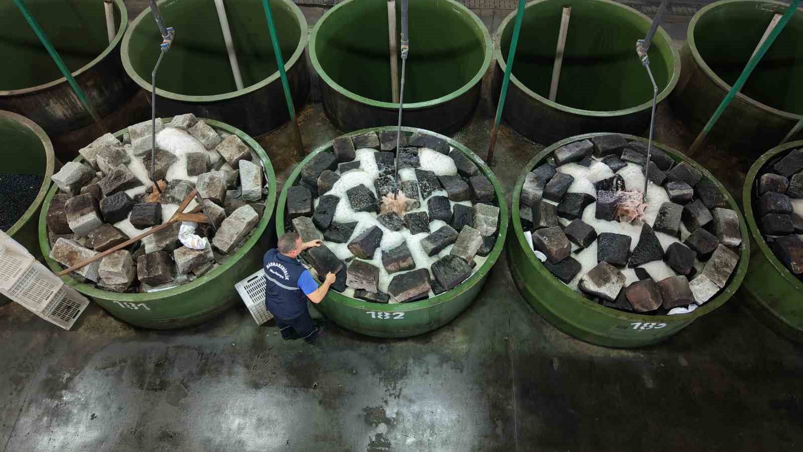 zeytin hasadi basladi marmarabirlikten 70 bin tonluk alim ve 50 milyon dolarlik ihracat hedefi TAvnDDgv