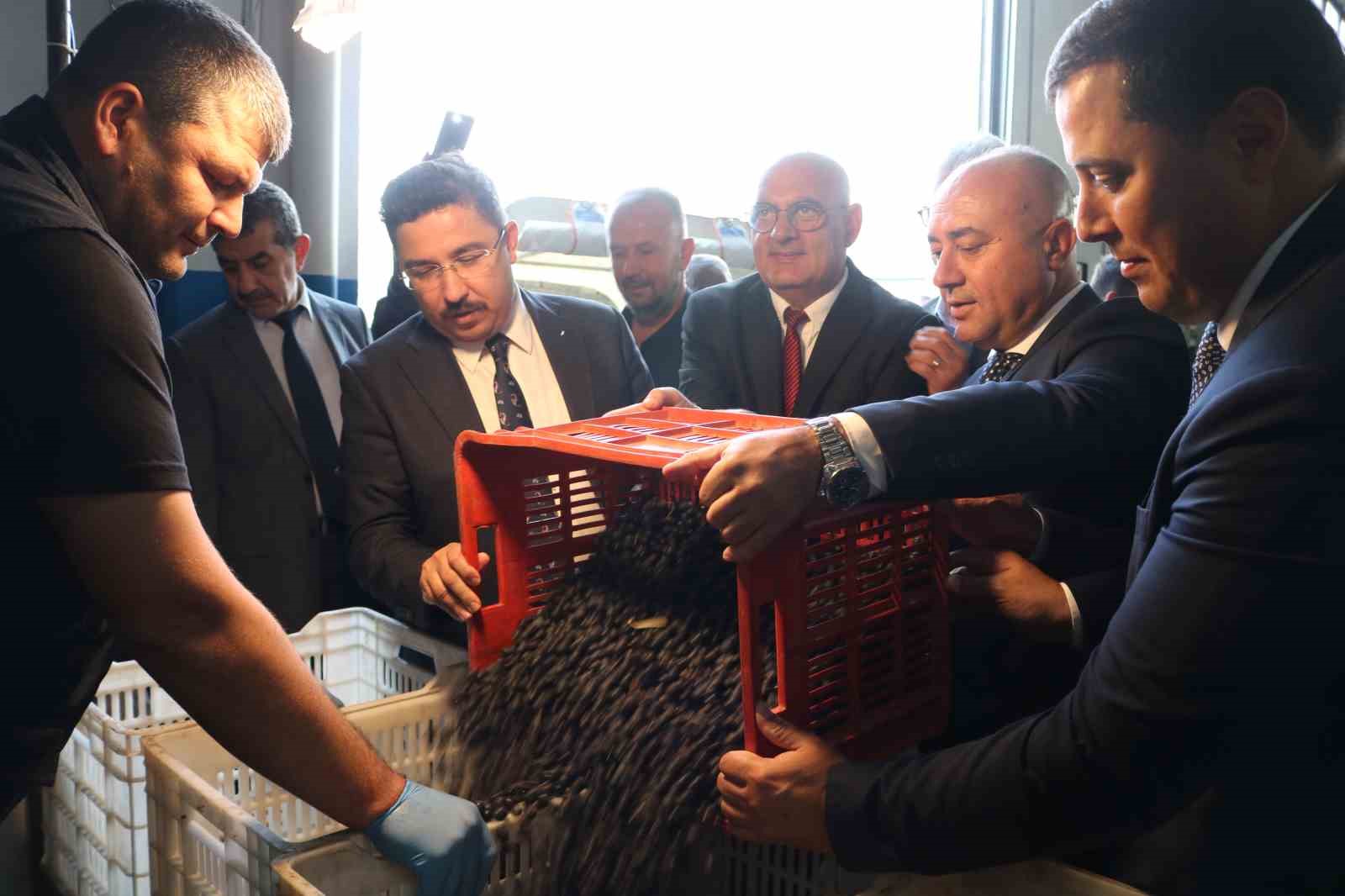 zeytin hasadi basladi marmarabirlikten 70 bin tonluk alim ve 50 milyon dolarlik ihracat hedefi WRwqbCc9