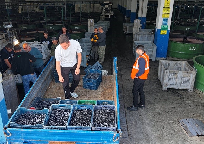 zeytin hasadi basladi marmarabirlikten 70 bin tonluk alim ve 50 milyon dolarlik ihracat hedefi vdZTlS4a