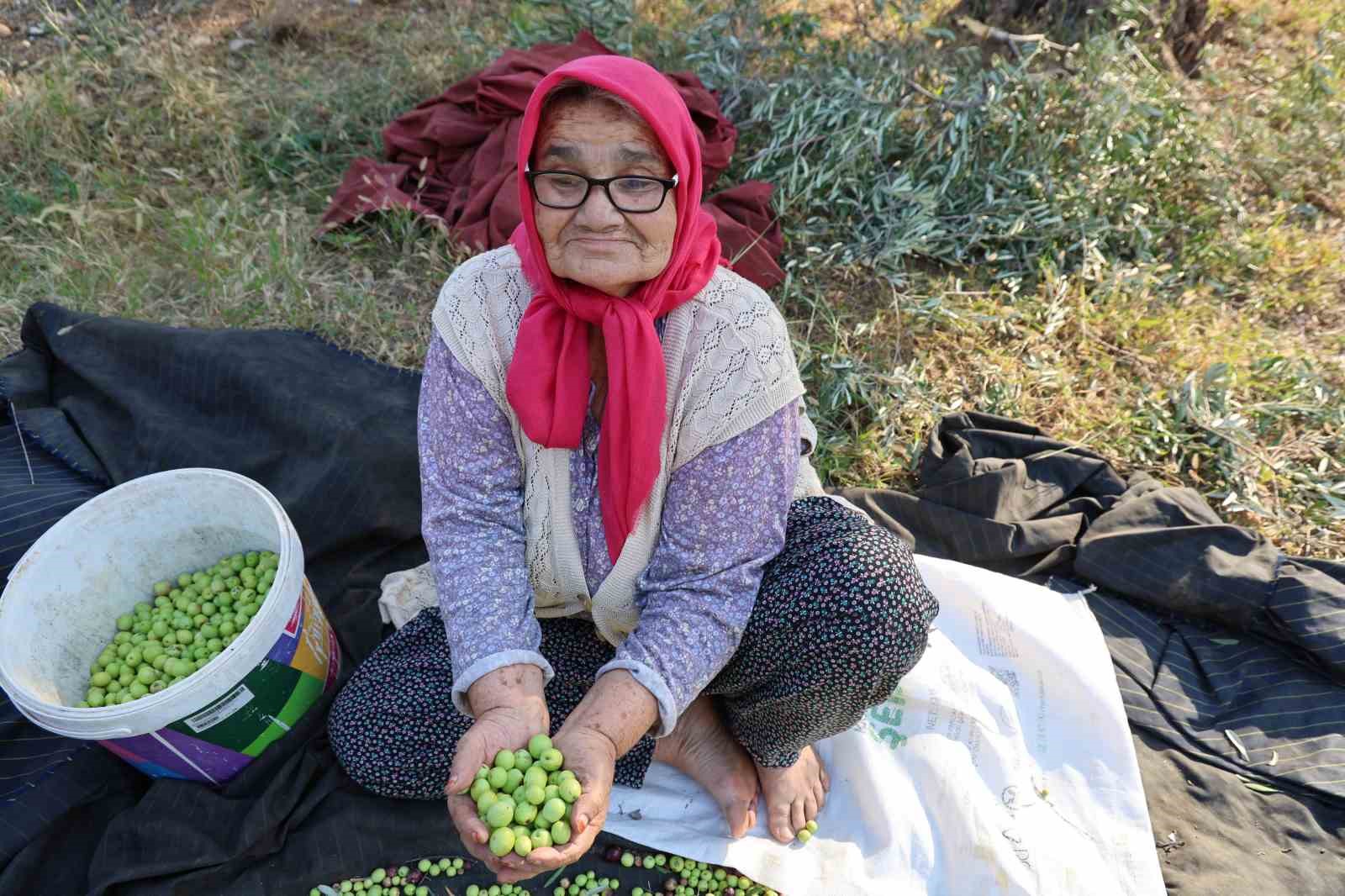 zeytin hasadina asirlik agaclardan baslandi 0 tuvQMT2i