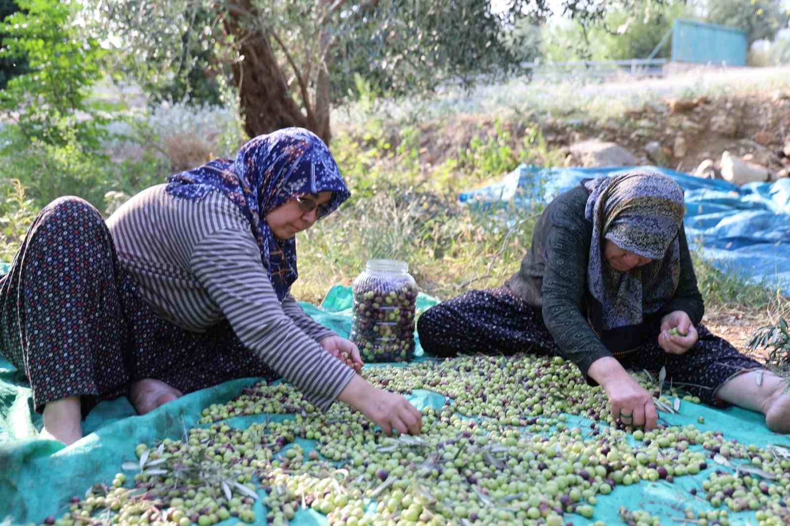 zeytin hasadina asirlik agaclardan baslandi 1