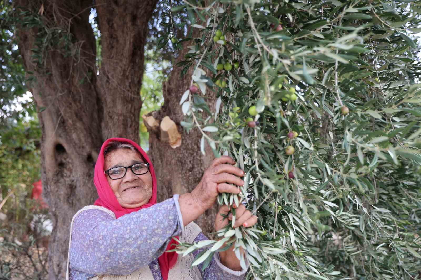 zeytin hasadina asirlik agaclardan baslandi 10 nfyv1hkz