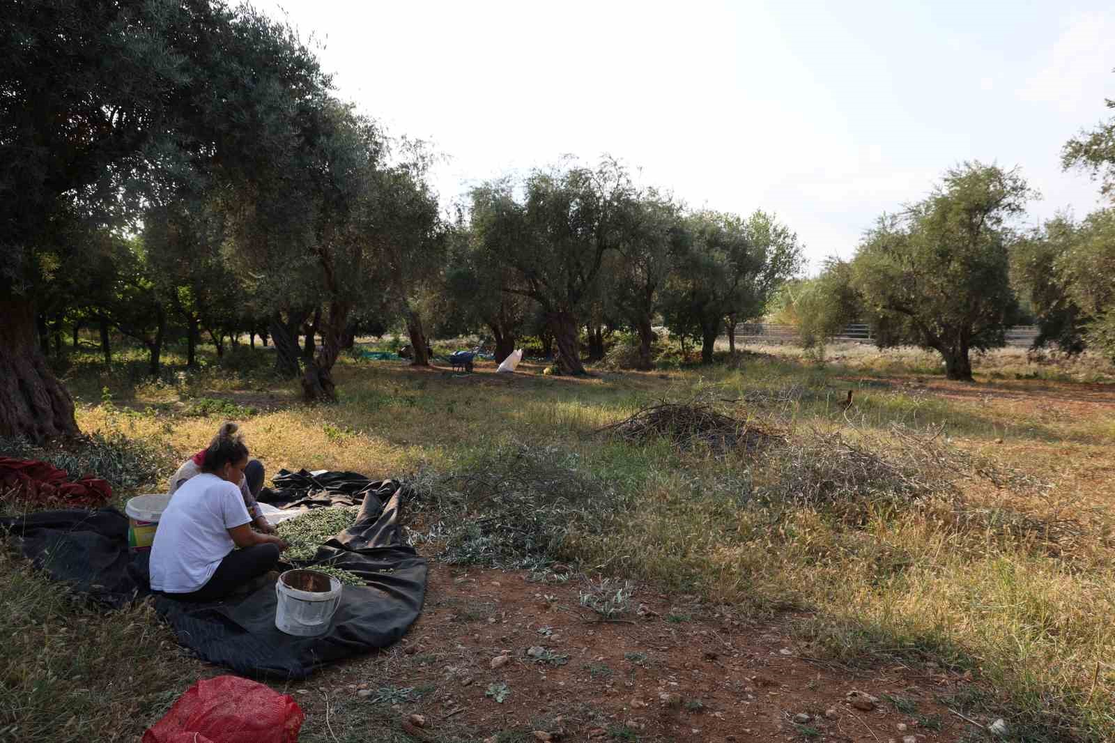 zeytin hasadina asirlik agaclardan baslandi 11 9WyePR4c