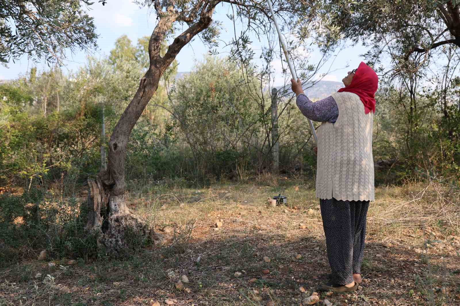 zeytin hasadina asirlik agaclardan baslandi 5 RVqwAuu5
