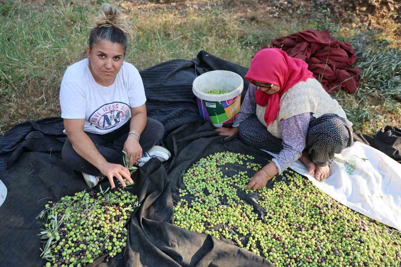 zeytin hasadina asirlik agaclardan baslandi 6 K4X8TiVU