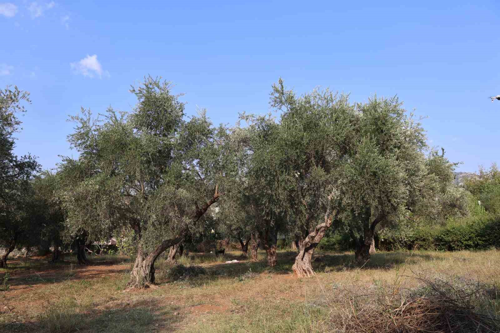zeytin hasadina asirlik agaclardan baslandi 7 Xe5qeRYp