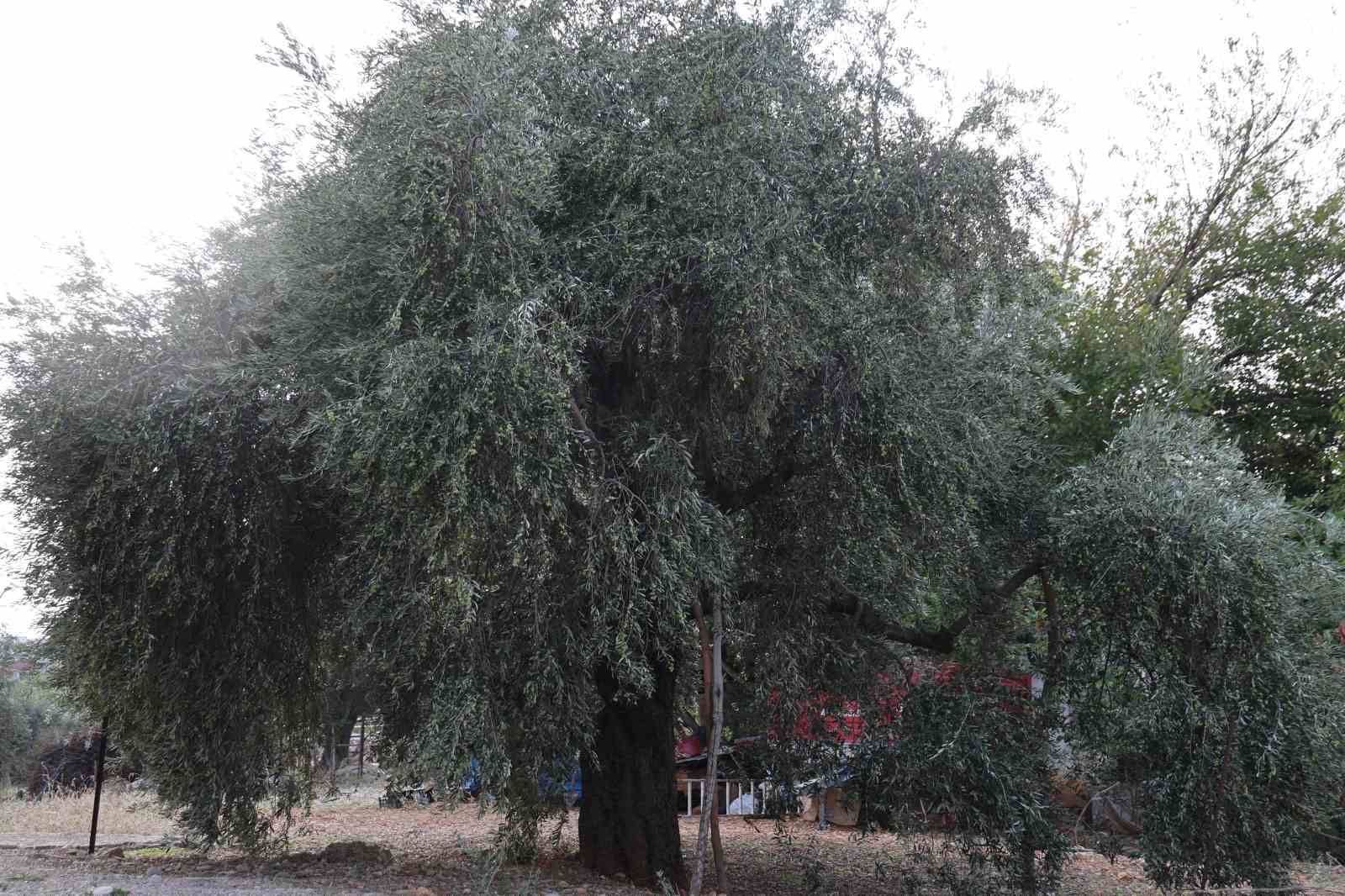 zeytin hasadina asirlik agaclardan baslandi 9 ISYlL7Uu