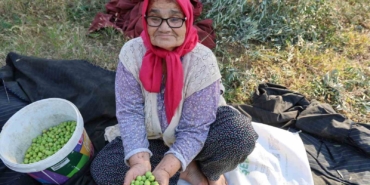 zeytin-hasadina-asirlik-agaclardan-baslandi-XVf8cgmQ.jpg
