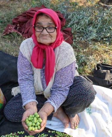 zeytin-hasadina-asirlik-agaclardan-baslandi-XVf8cgmQ.jpg
