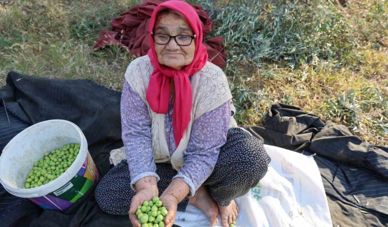 zeytin-hasadina-asirlik-agaclardan-baslandi-XVf8cgmQ.jpg