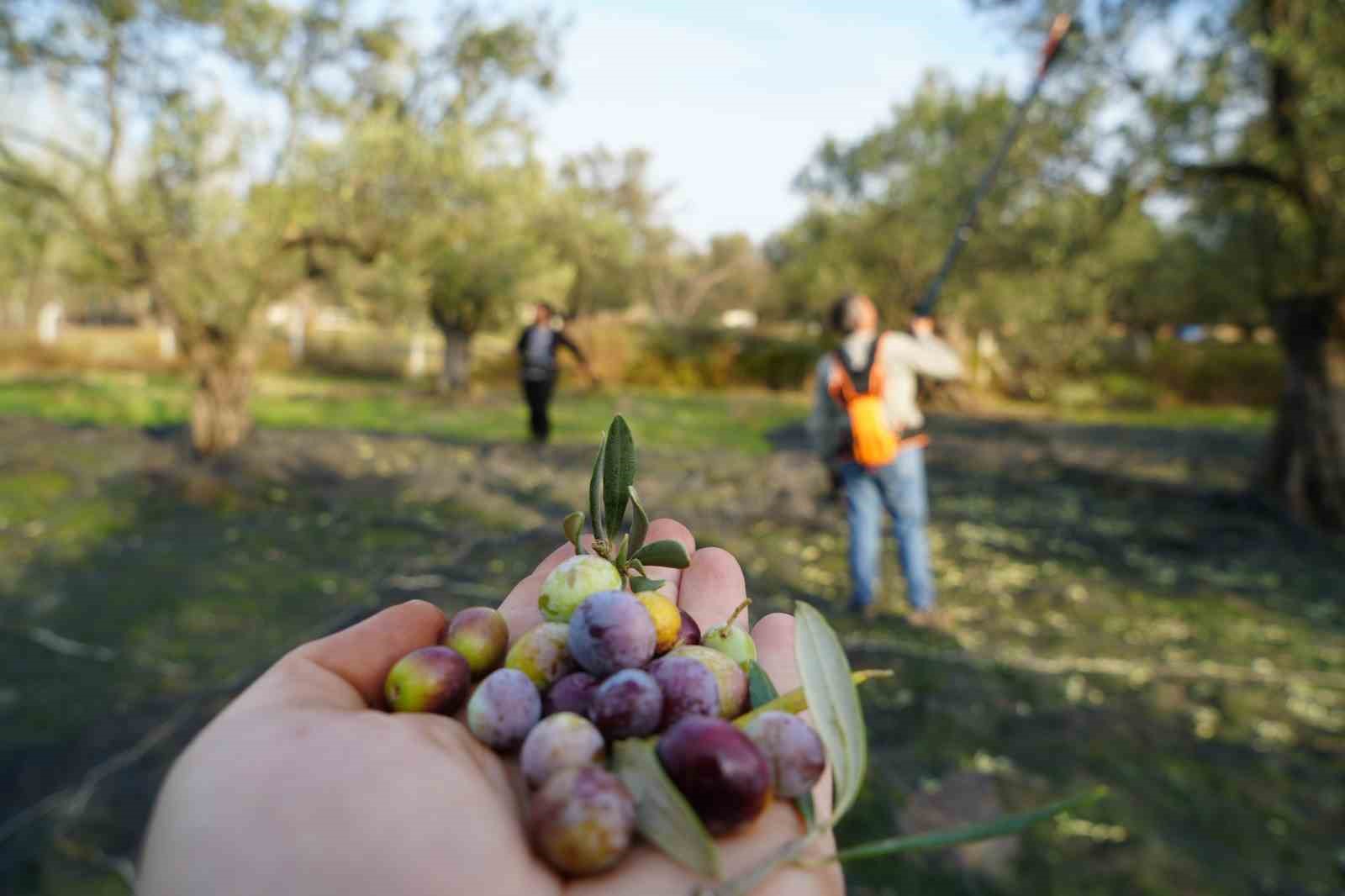 zeytin hasadiyla tatil bulustu ayvalik ara tatilin gozdesi oldu 4 aAPKqYhI