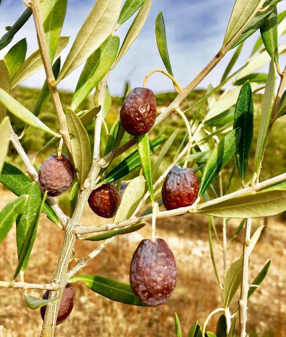 zeytinin en dogal hali karaburun furma zeytini hasadi basladi 1 a7NPjEkw