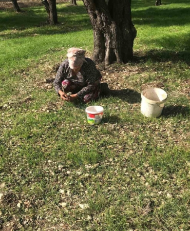 zeytinin-en-dogal-hali-karaburun-furma-zeytini-hasadi-basladi-94z8TqNl.jpg