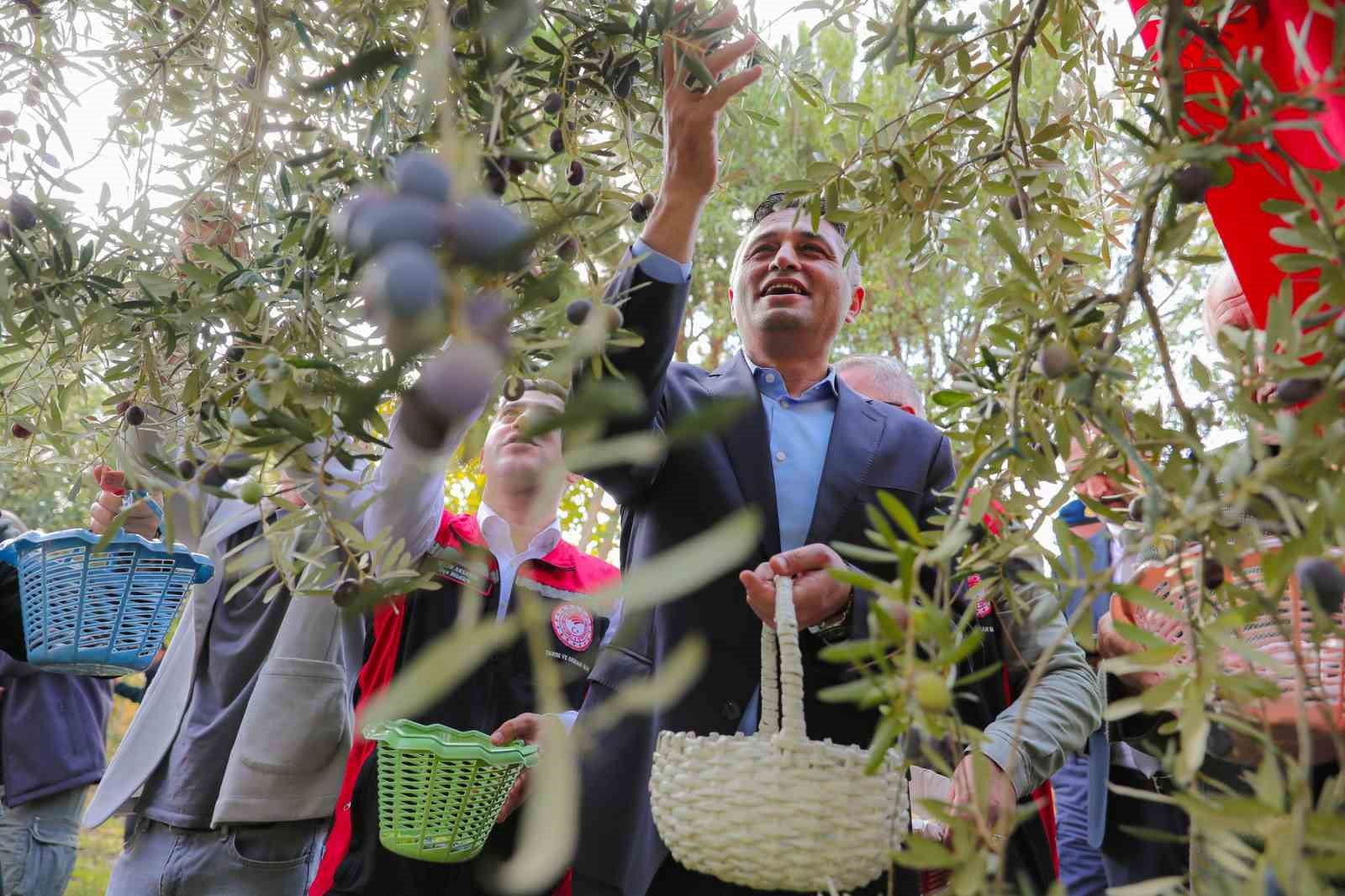 zeytinin yolculugu aliagada senlikle kutlandi 1 wRZgQr4d