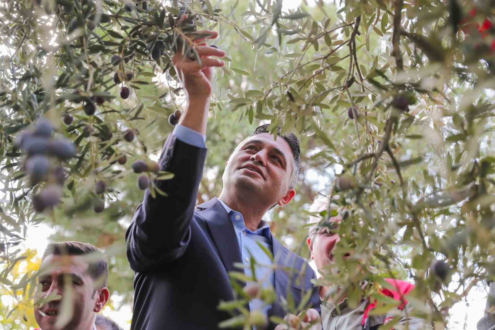 zeytinin yolculugu aliagada senlikle kutlandi 20 SuZBvYQ9