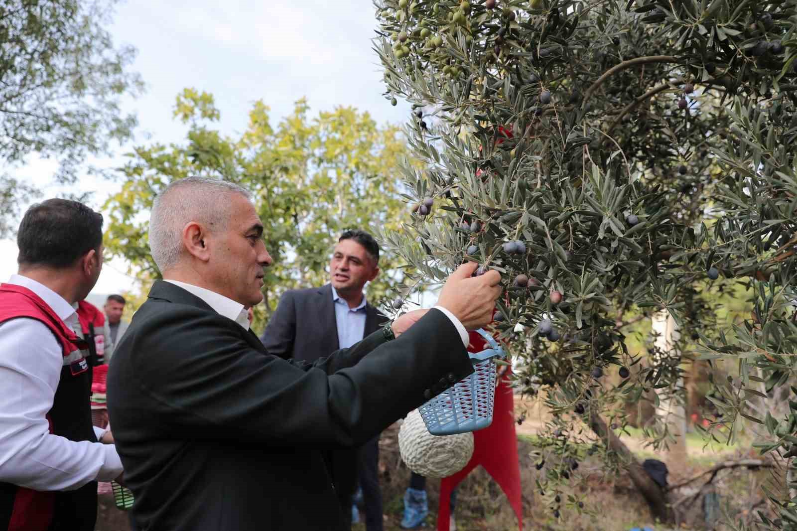 zeytinin yolculugu aliagada senlikle kutlandi 7 HKLOybsG