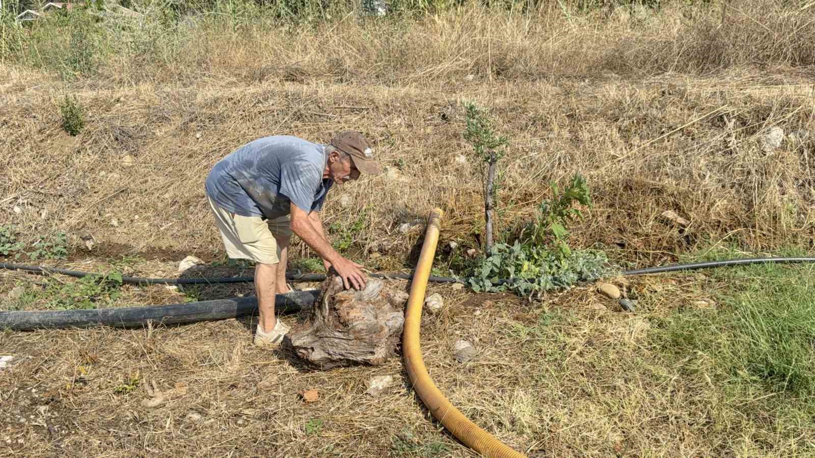 Zeytinlikleri kül oldu, gözyaşını içine akıtıp yangına su taşıdı 7 zeytinlikleri kul oldu gozyasini icine akitip yangina su tasidi 3 HdWJJJAI