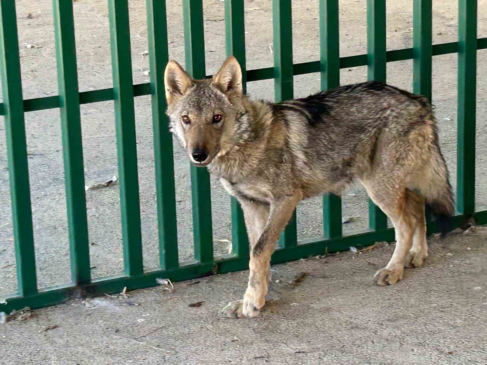 zincire vurulmus halde bulunan kurt rehabilite ediliyor 0 XBG8jRrm