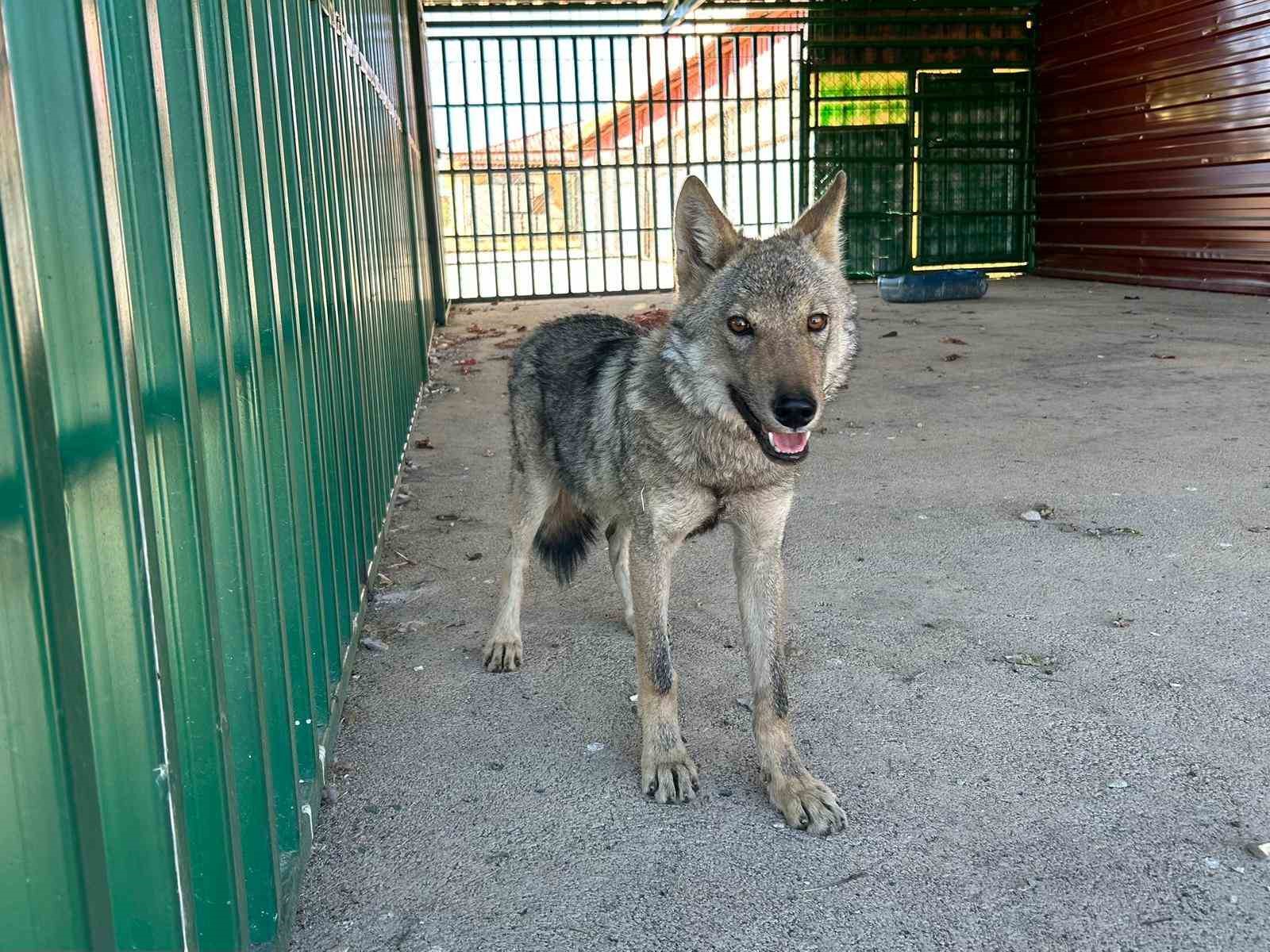 zincire vurulmus halde bulunan kurt rehabilite ediliyor 3 htzIQayB