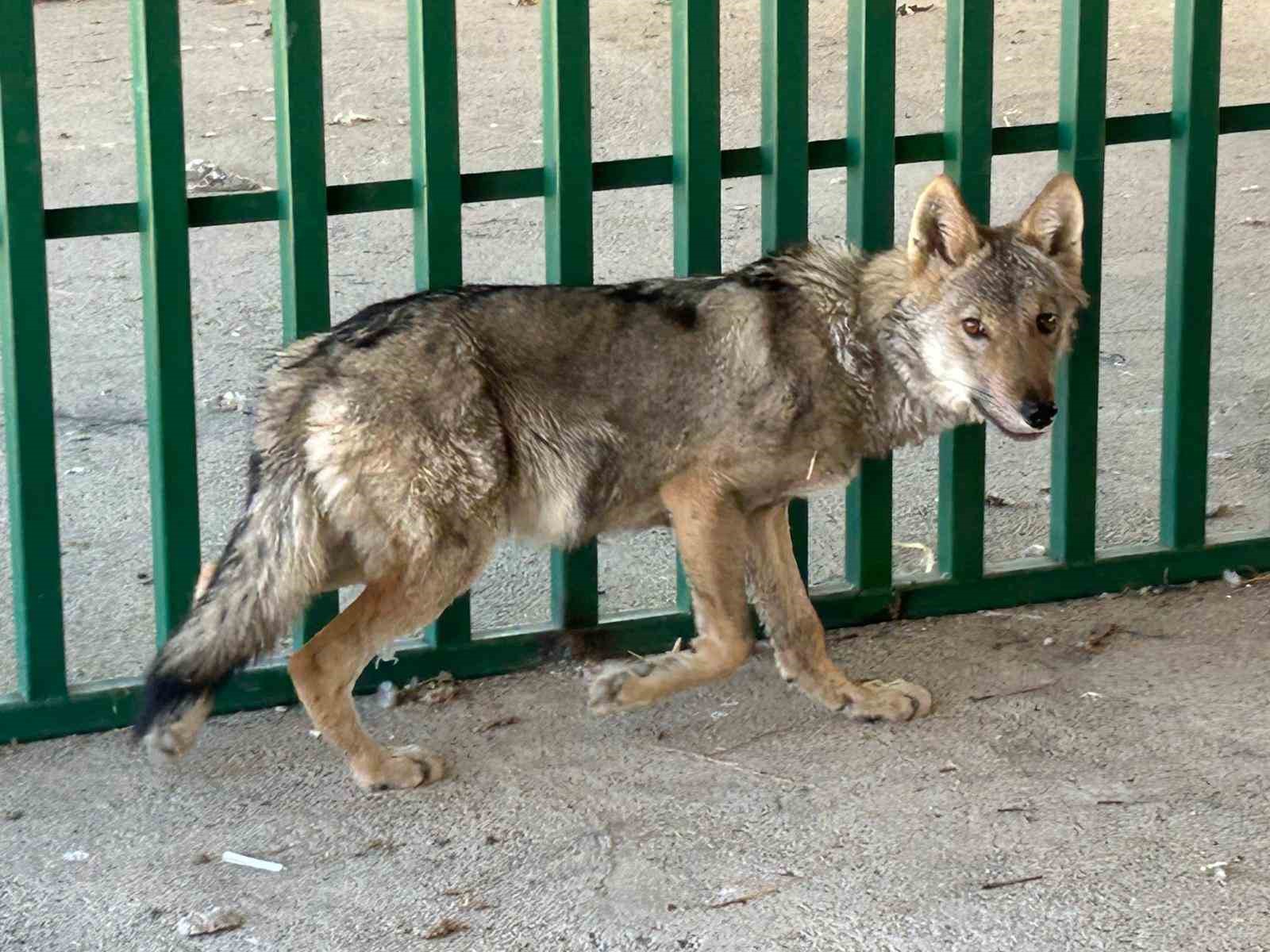 zincire vurulmus halde bulunan kurt rehabilite ediliyor 4 78nCZnrG