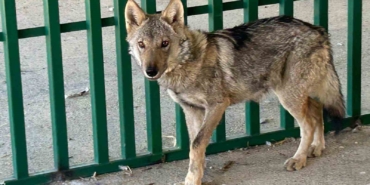 zincire-vurulmus-halde-bulunan-kurt-rehabilite-ediliyor-C1c6WSIv.jpg