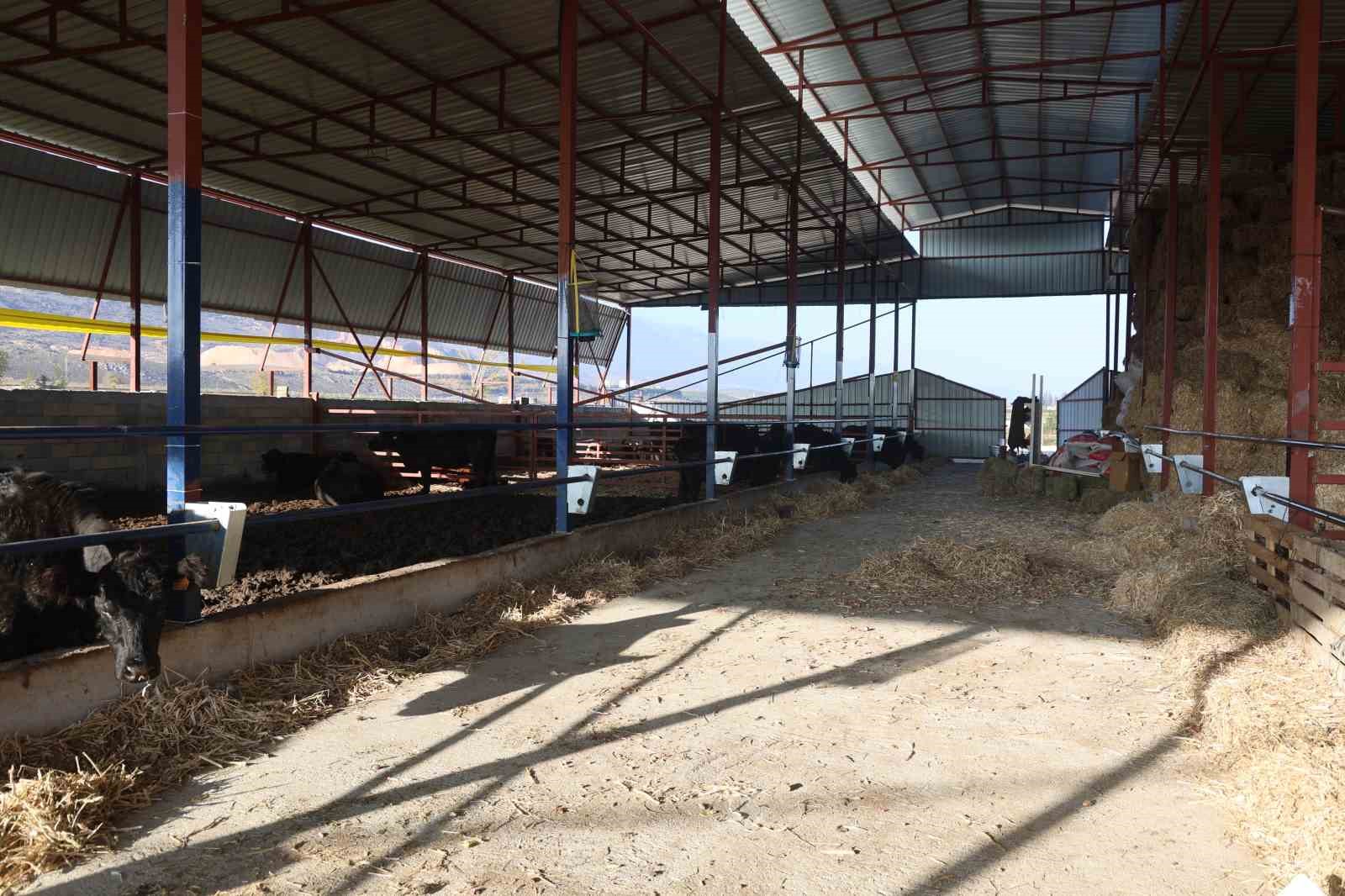 ziraat muhendisligini birakarak devlet destegiyle kurdugu ciftlikte hayvanciliga basladi 3 VWXbzVPW