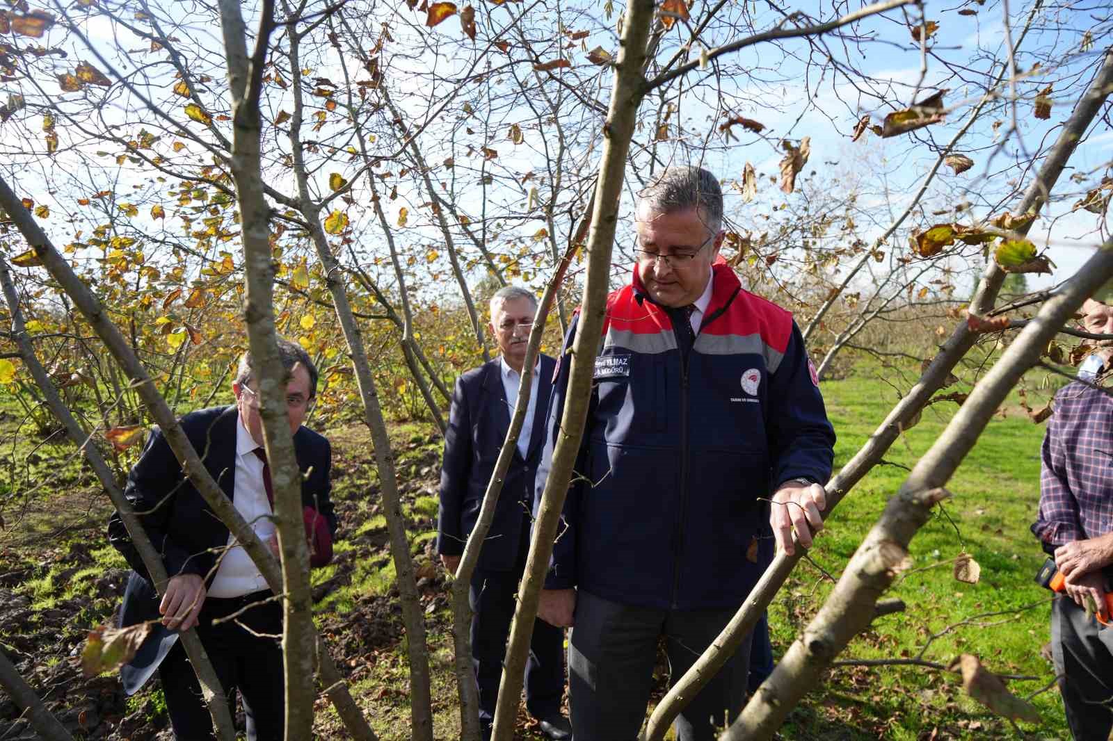 zirai don samsunu findik uretiminde zirveye tasidi 1 9NJBvUmq