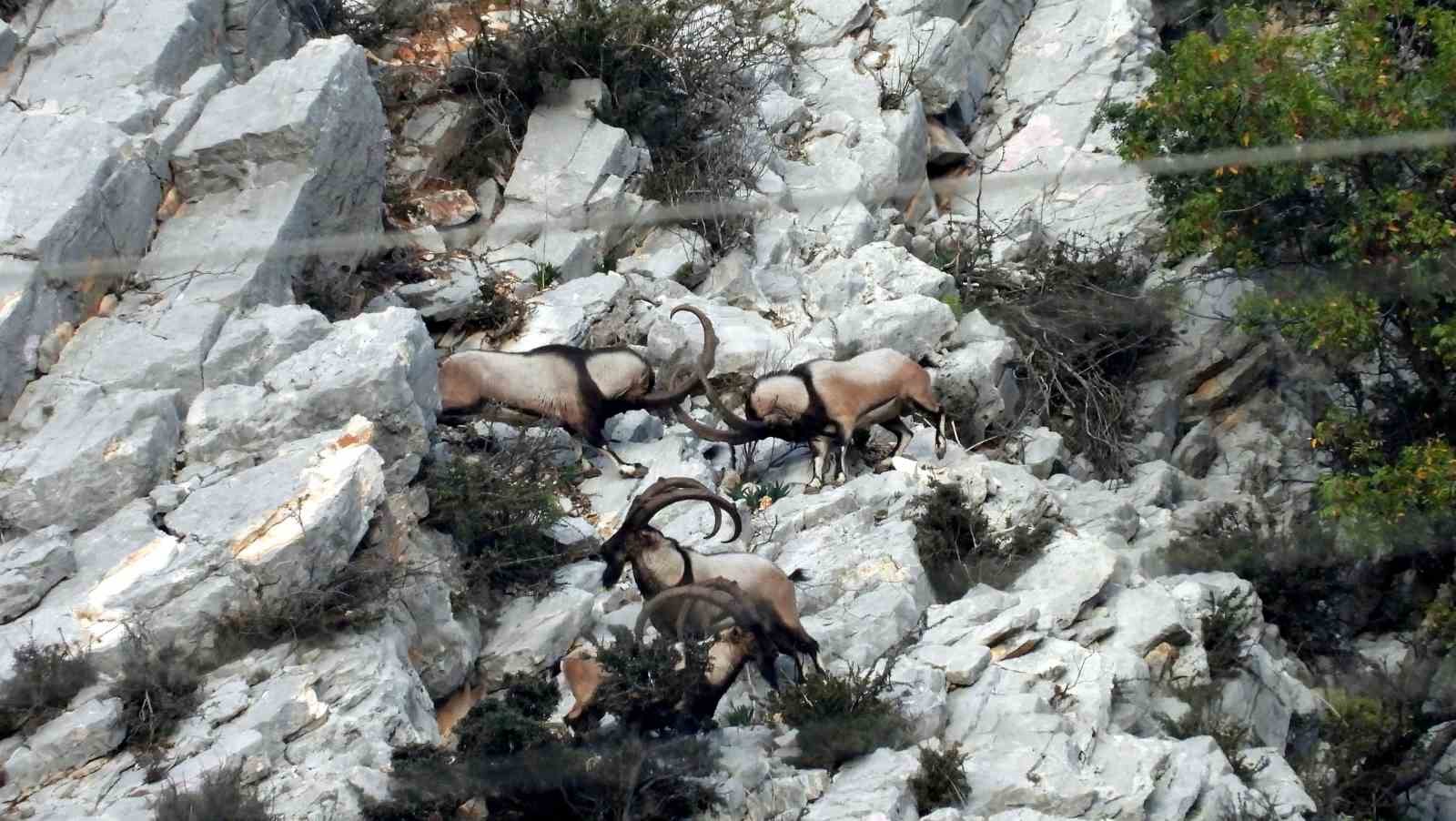 zirveler karla kaplaninca yaban kecileri yerlesim alanlarina indi 11 z3TaAcEv