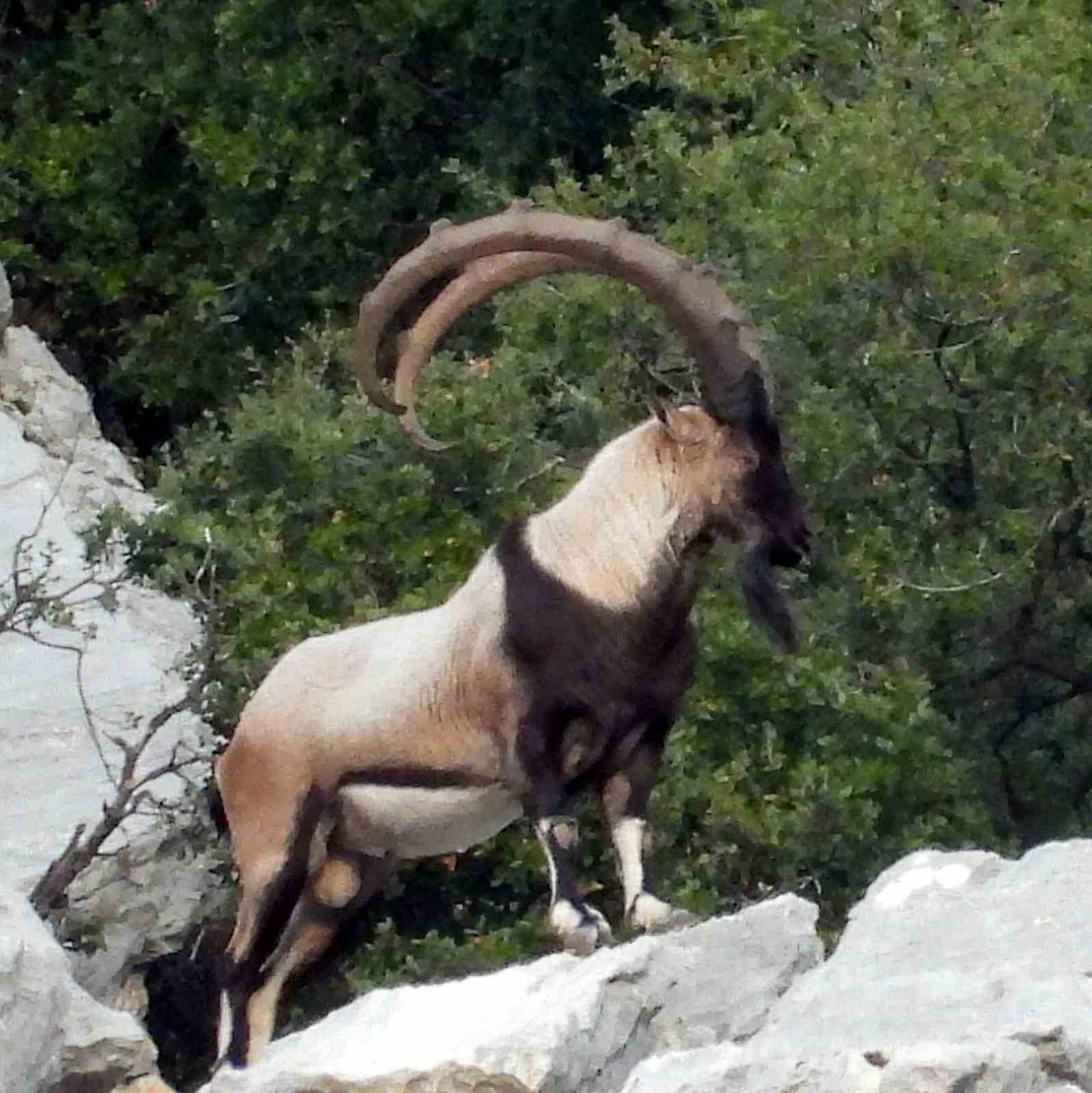 zirveler karla kaplaninca yaban kecileri yerlesim alanlarina indi 13 c3FrGItr