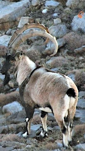 zirveler karla kaplaninca yaban kecileri yerlesim alanlarina indi 14 uVKt3YGK