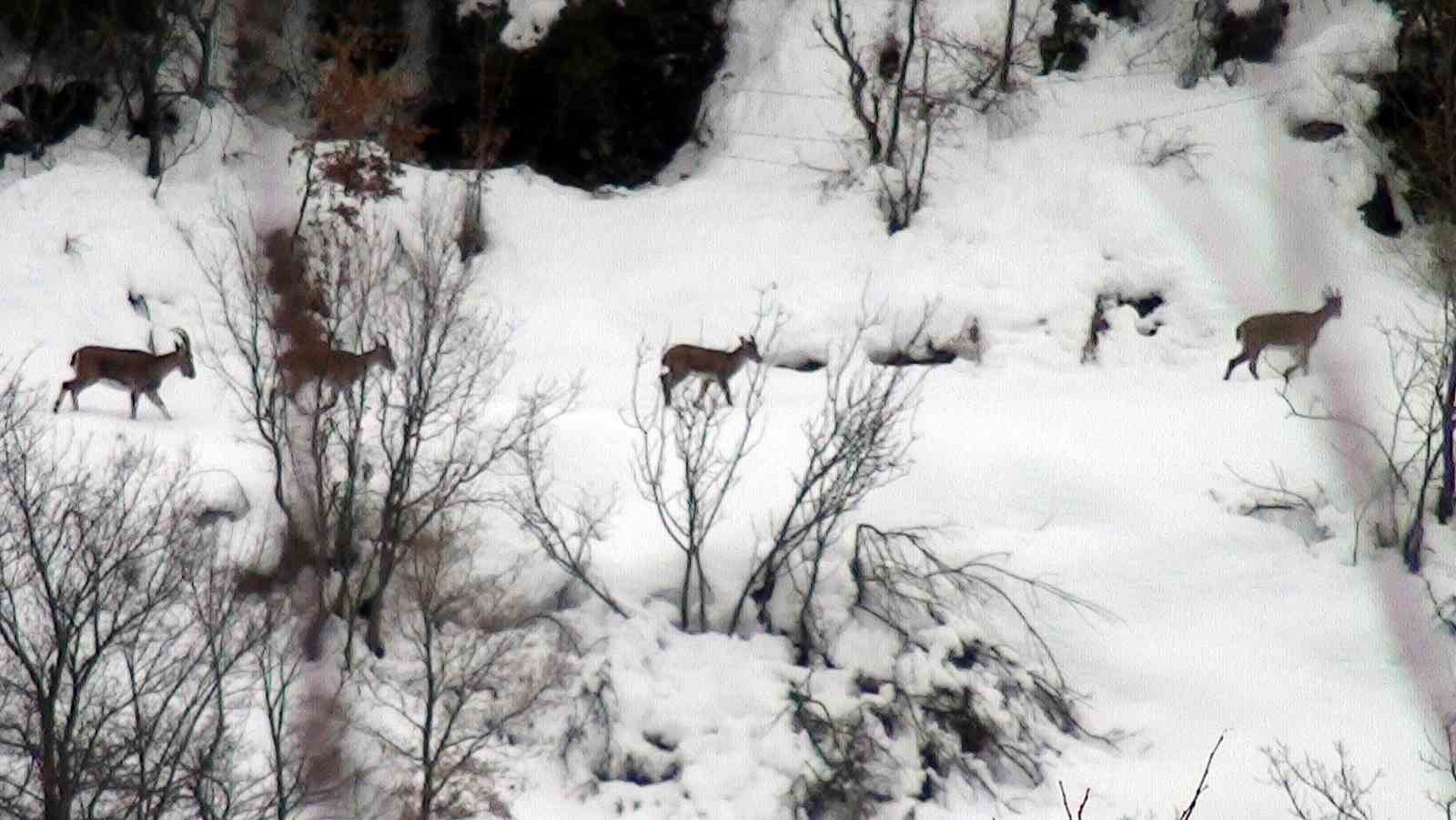 zirveler karla kaplaninca yaban kecileri yerlesim alanlarina indi 4 ltDeZwZv
