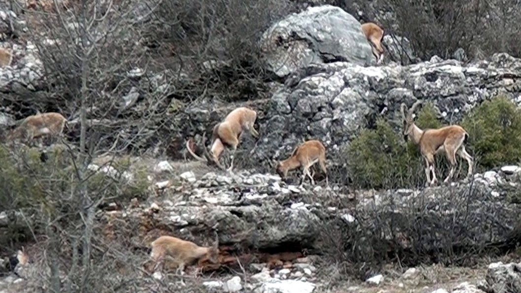 zirveler karla kaplaninca yaban kecileri yerlesim alanlarina indi 5 4sraJDnw