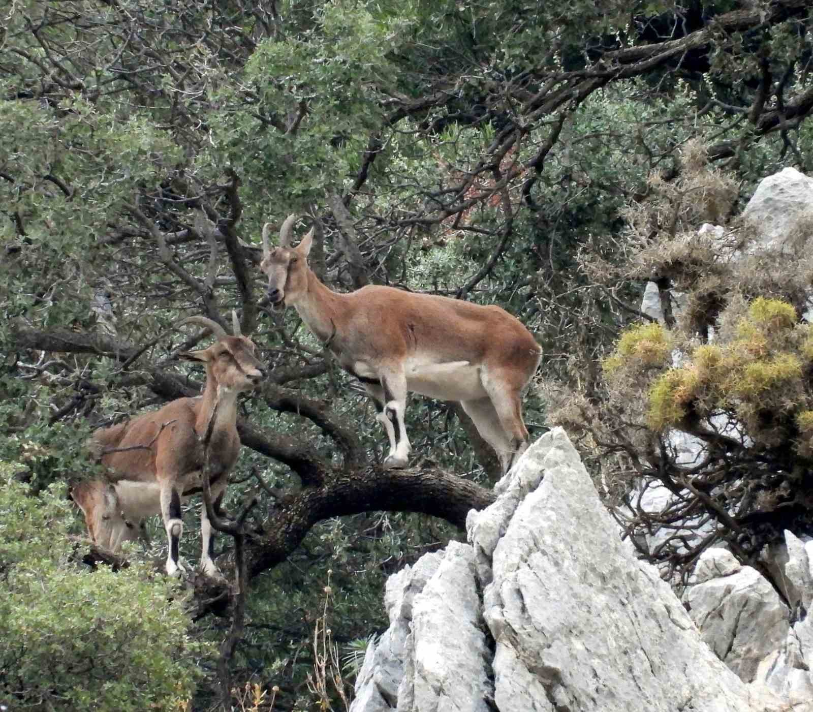 zirveler karla kaplaninca yaban kecileri yerlesim alanlarina indi 7 tO5qQBK3