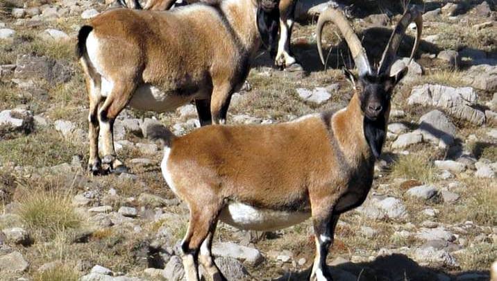 zirveler karla kaplaninca yaban kecileri yerlesim alanlarina indi 9 TWwRcTv1
