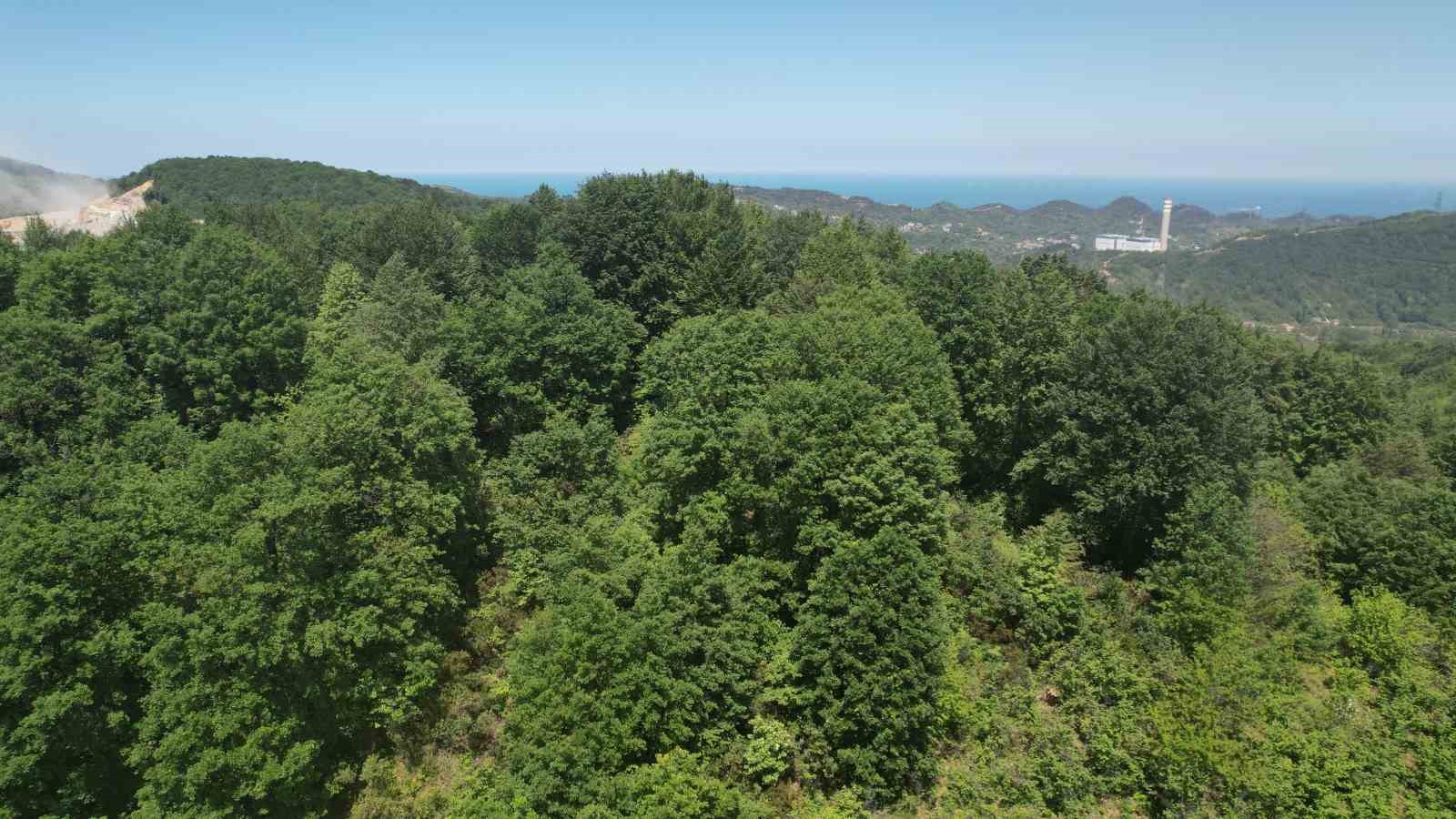 zonguldak ormanlari baharin gelisiyle dronla goruntulendi 2 DTQKzSuO