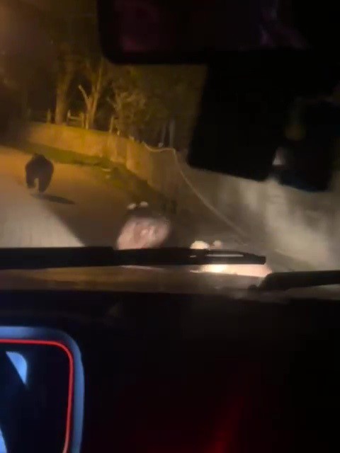 zonguldakta ac kalan ayilar koye indi 1 yTds8L1I