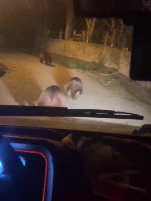 zonguldakta ac kalan ayilar koye indi 2 1TpRrjJL