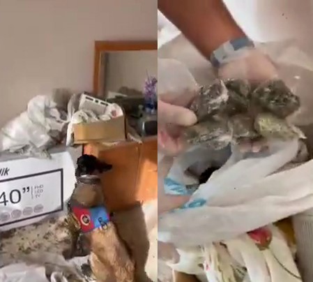 zonguldakta jandarmadan uc ayri narkotik operasyonu 3 supheli yakalandi 3