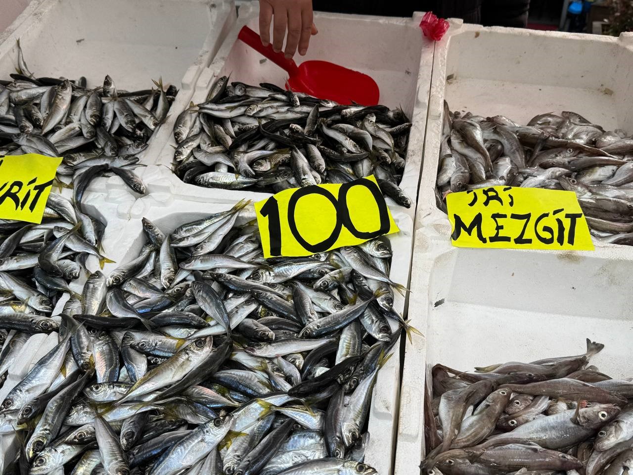 Zonguldak’ta tezgahlarda istavrit bolluğu: Kilosu 100 liradan satılıyor 5 zonguldakta tezgahlarda istavrit bollugu kilosu 100 liradan satiliyor 1 RPUIAhMR