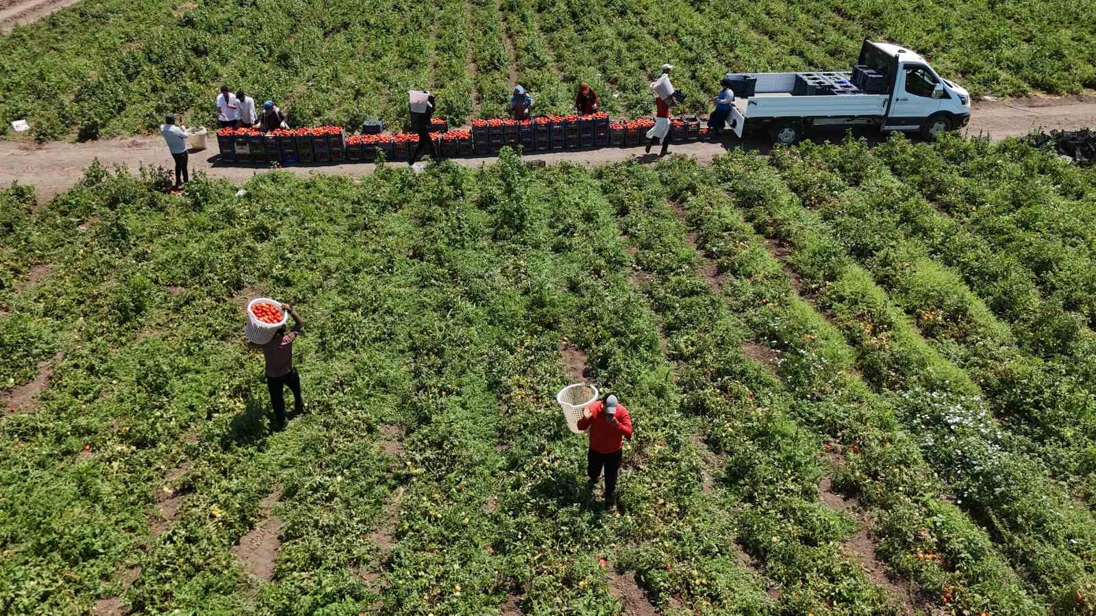 Zorlu mesaiyle kavurucu sıcaklıkta hasadı yapılan domates tarlada 15 TL’den alıcı buluyor 5 zorlu mesaiyle kavurucu sicaklikta hasadi yapilan domates tarlada 15 tlden alici buluyor 1 Hmfjkbh7