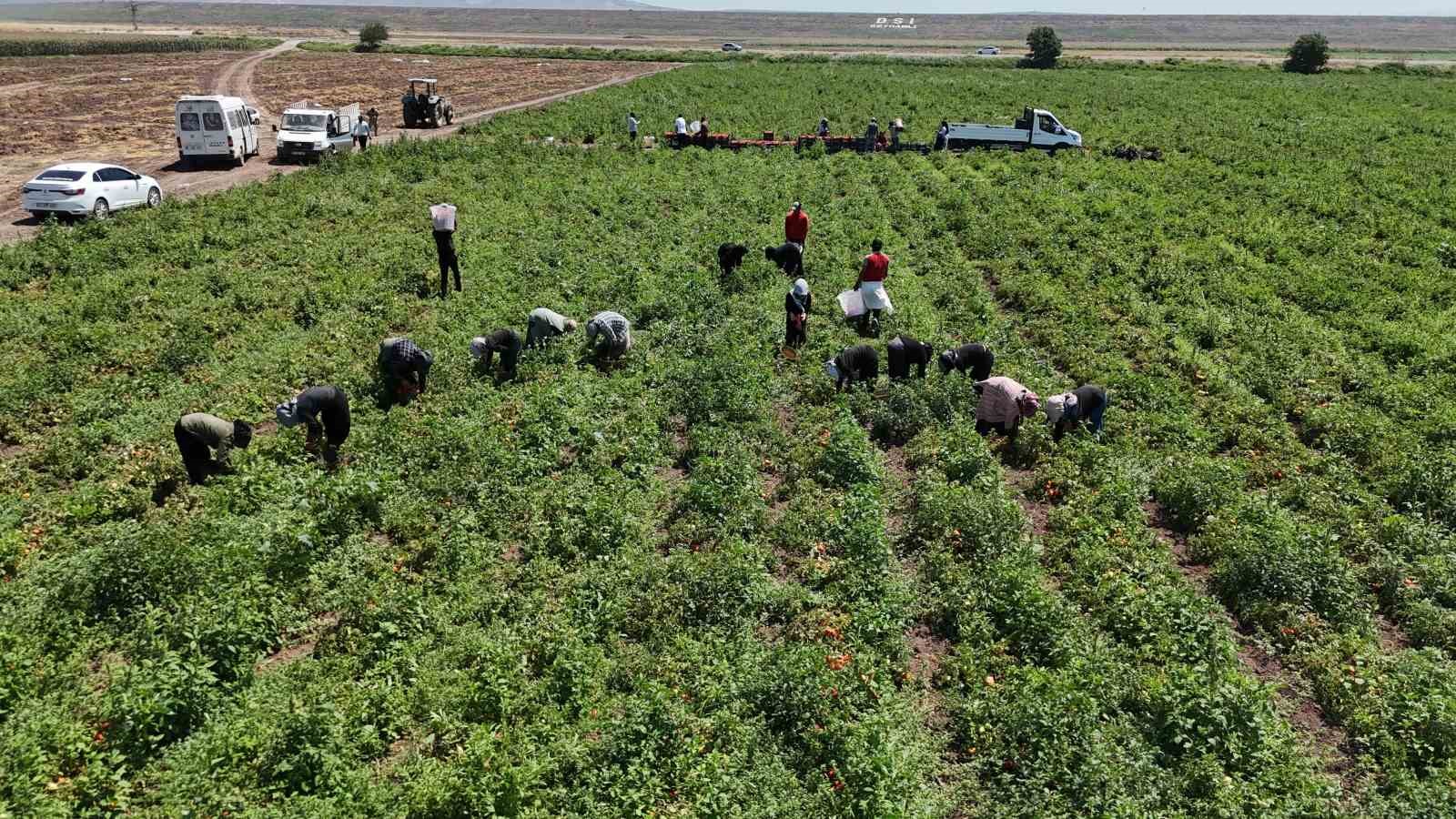 Zorlu mesaiyle kavurucu sıcaklıkta hasadı yapılan domates tarlada 15 TL’den alıcı buluyor 7 zorlu mesaiyle kavurucu sicaklikta hasadi yapilan domates tarlada 15 tlden alici buluyor 3 svLLrrK2