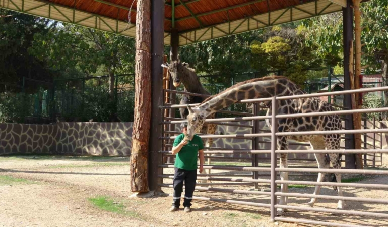 zurafalar-ile-bakicilarinin-dostlugu-sasirtiyor-yORYAbve.jpg