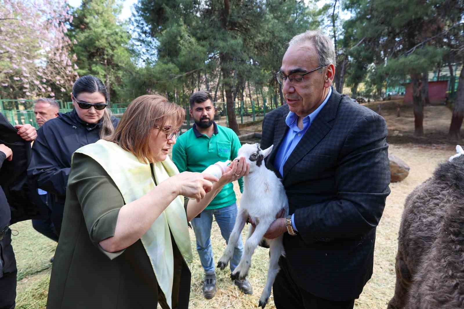 zurafanin yavrusu yetim dogdu 6